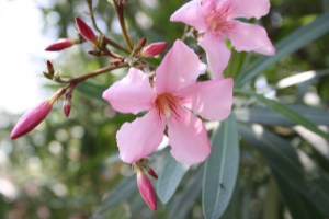 Nerium oleander (1200 x 801)